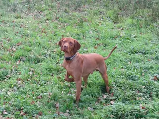 Hungarian Vizsla dogs Hungarian Vizsla Puppies - Advert 11
