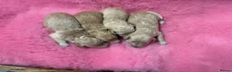 Goldendoodle dogs for sale: Beautiful Goldendoodles - Advert 2