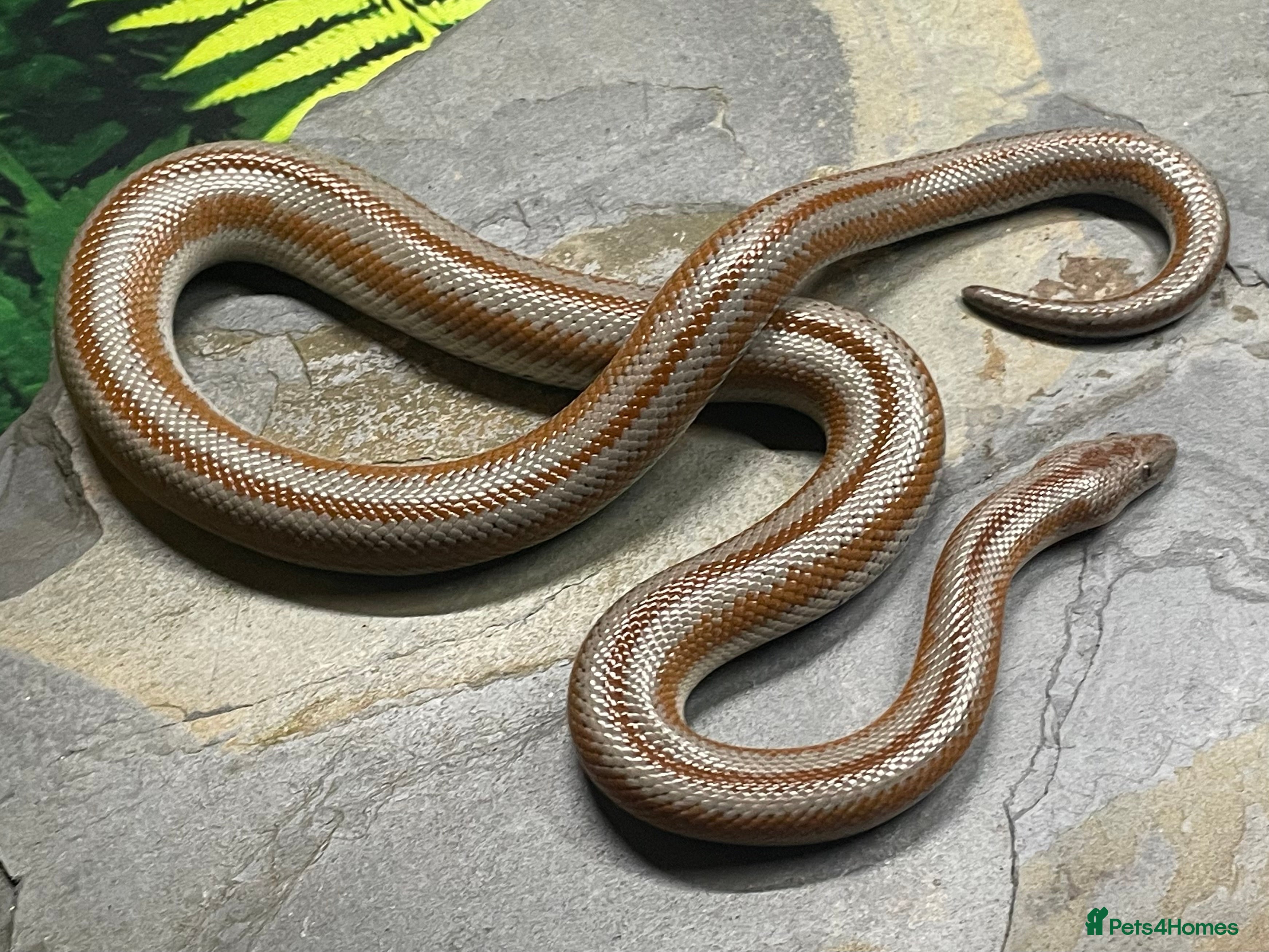 Snake reptiles Mid Baja Rosy boa babies and juveniles - Advert 3