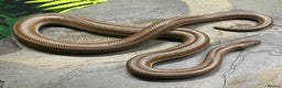 Snake reptiles for sale: Mid Baja Rosy boa babies and juveniles - Advert 1