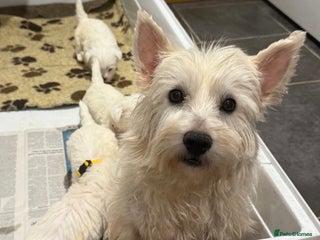 West Highland Terrier dogs KC REGISTERED Boys - Advert 5