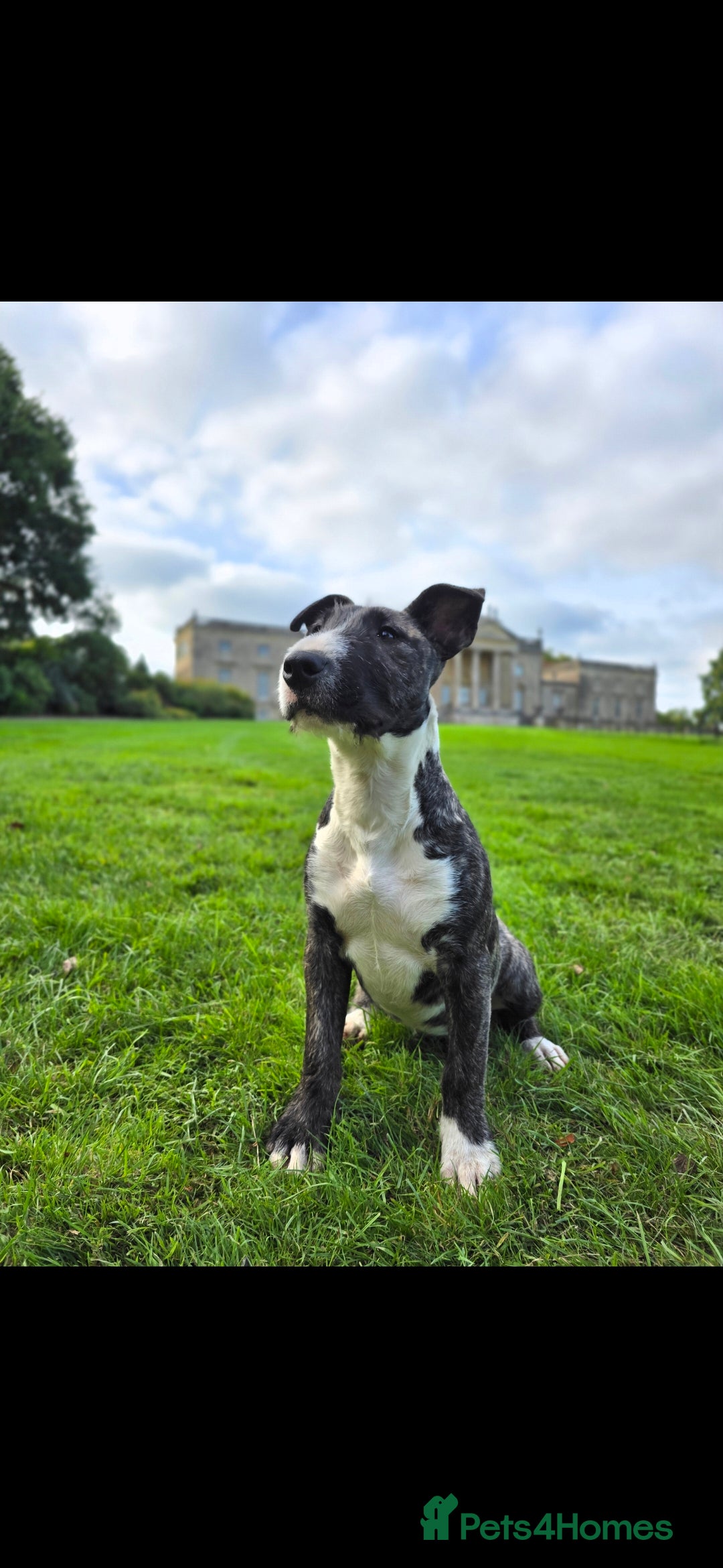 English Bull Terrier dogs for sale: Potato on legs - Advert 13