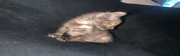 Mixed Breed cats for sale: Beautiful tortie shell girl in London - Advert 9