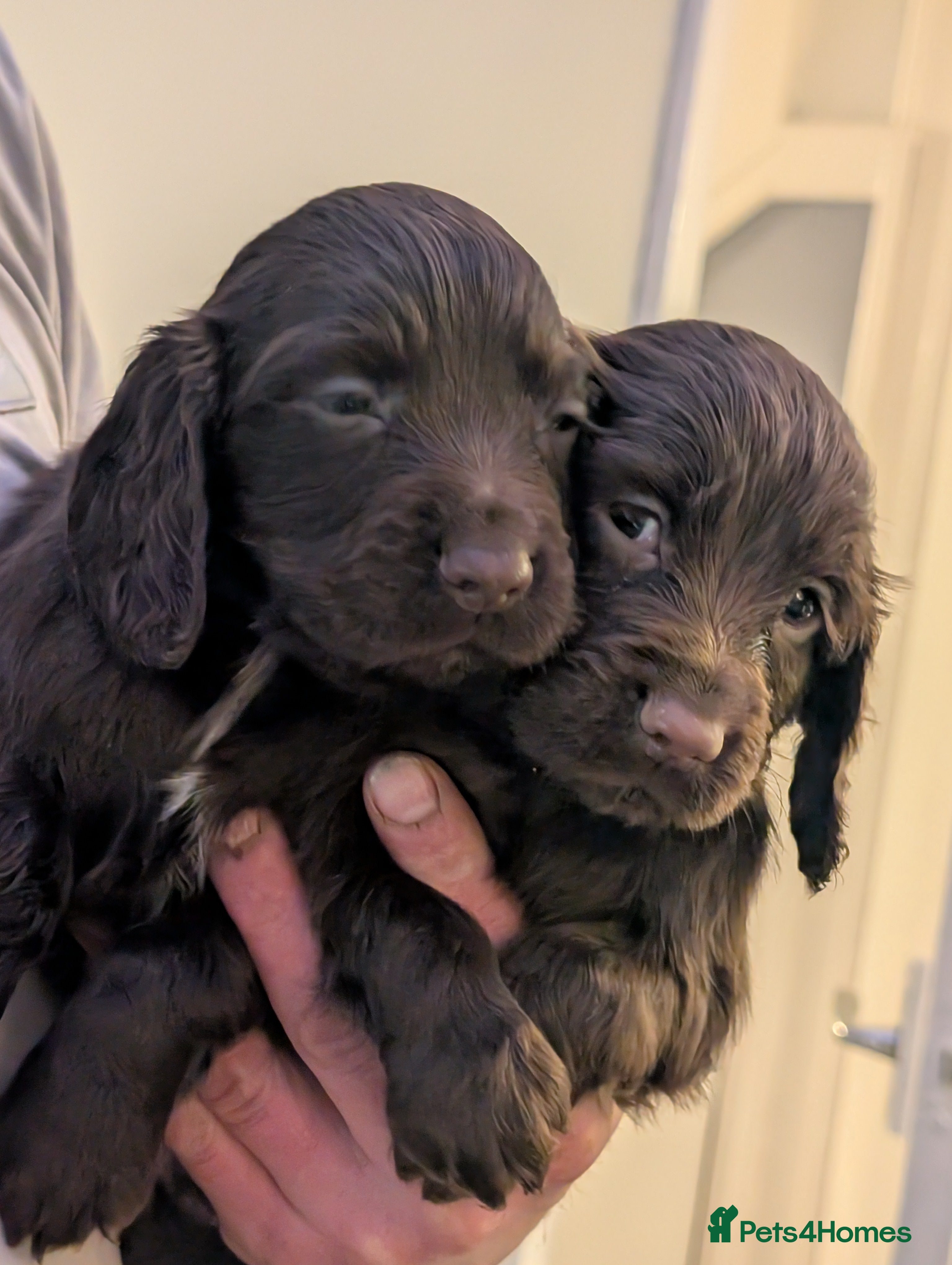 Cocker Spaniel dogs 2 chocolate male working cocker spaniels - Advert 4