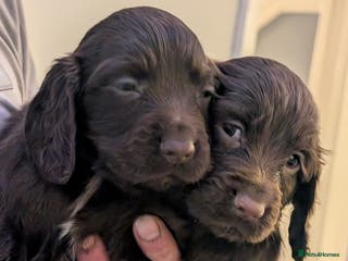 Cocker Spaniel dogs 2 chocolate male working cocker spaniels - Advert 5