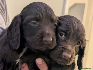 Cocker Spaniel dogs 2 chocolate male working cocker spaniels - Advert 4