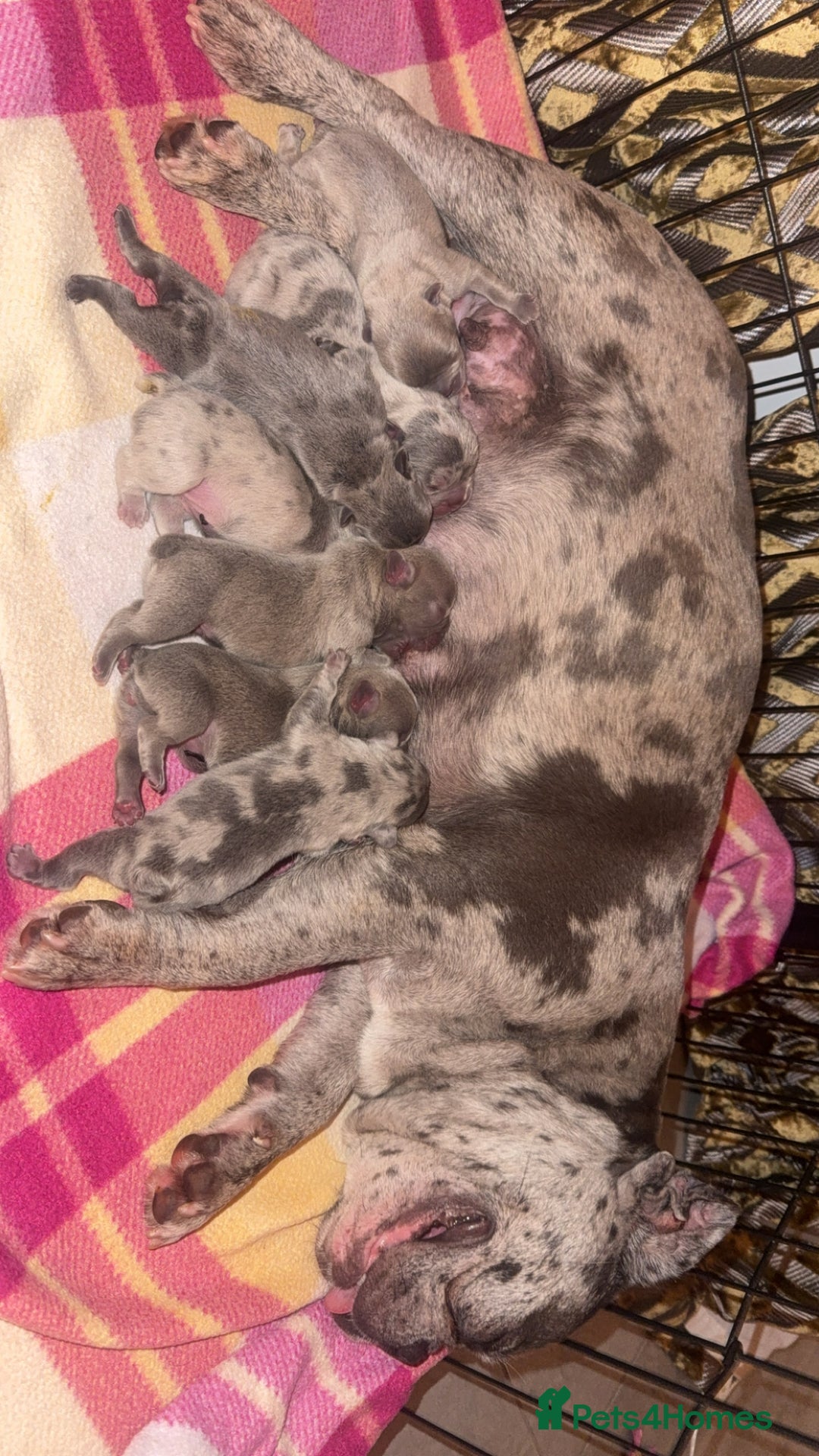 French Bulldog dogs for sale: Lilac blue eyed litter of 6. DWKC registered  - Image 5