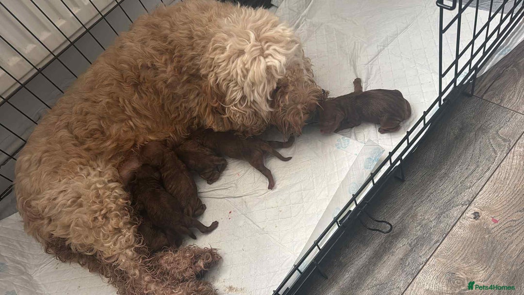 Cockapoo dogs for sale: F1B cockapoofor sale - Image 1