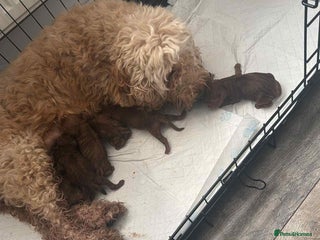 Cockapoo dogs - Advert 7