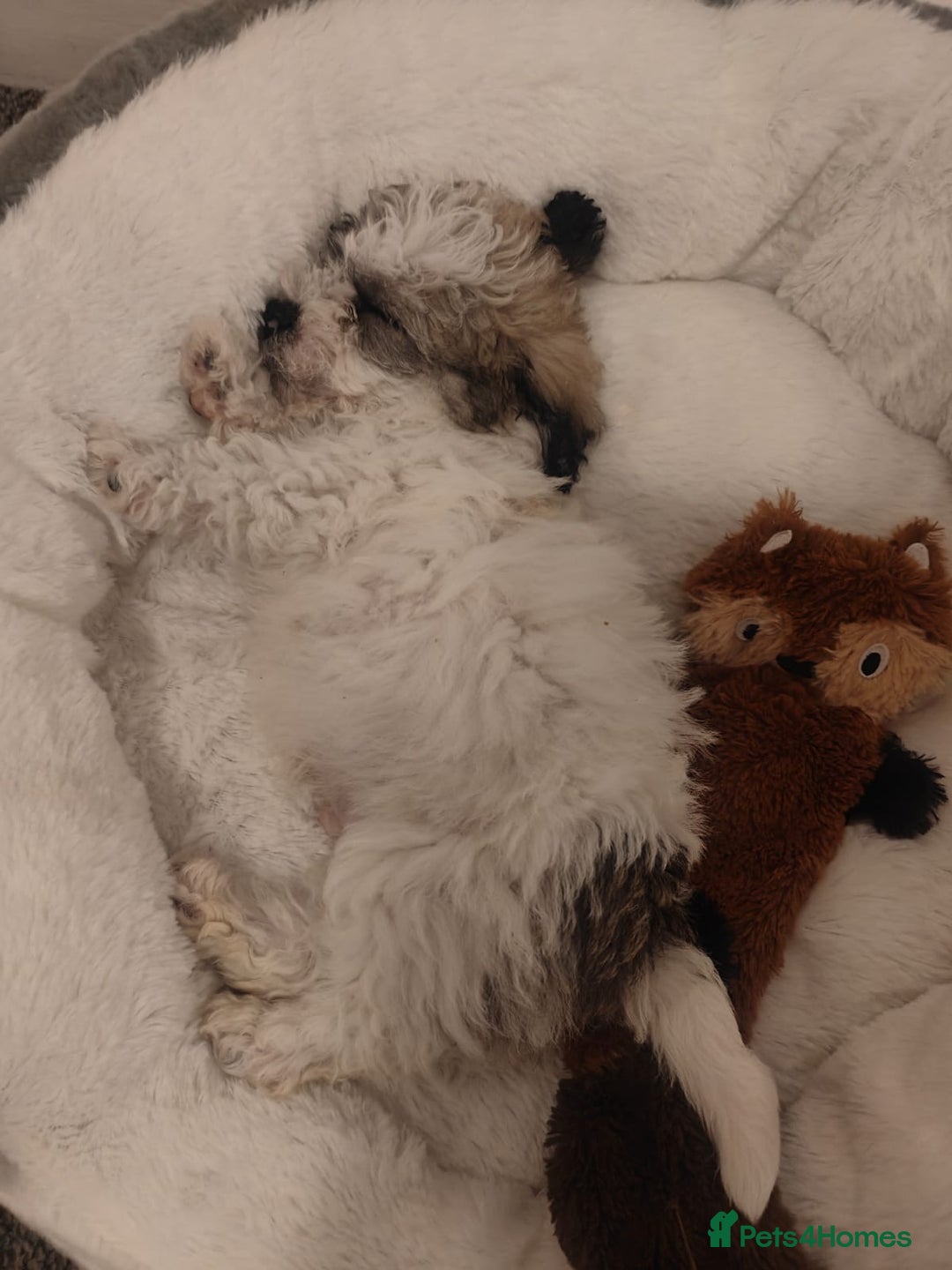 Maltipoo dogs for sale: Maltipoo Puppy - Advert 3