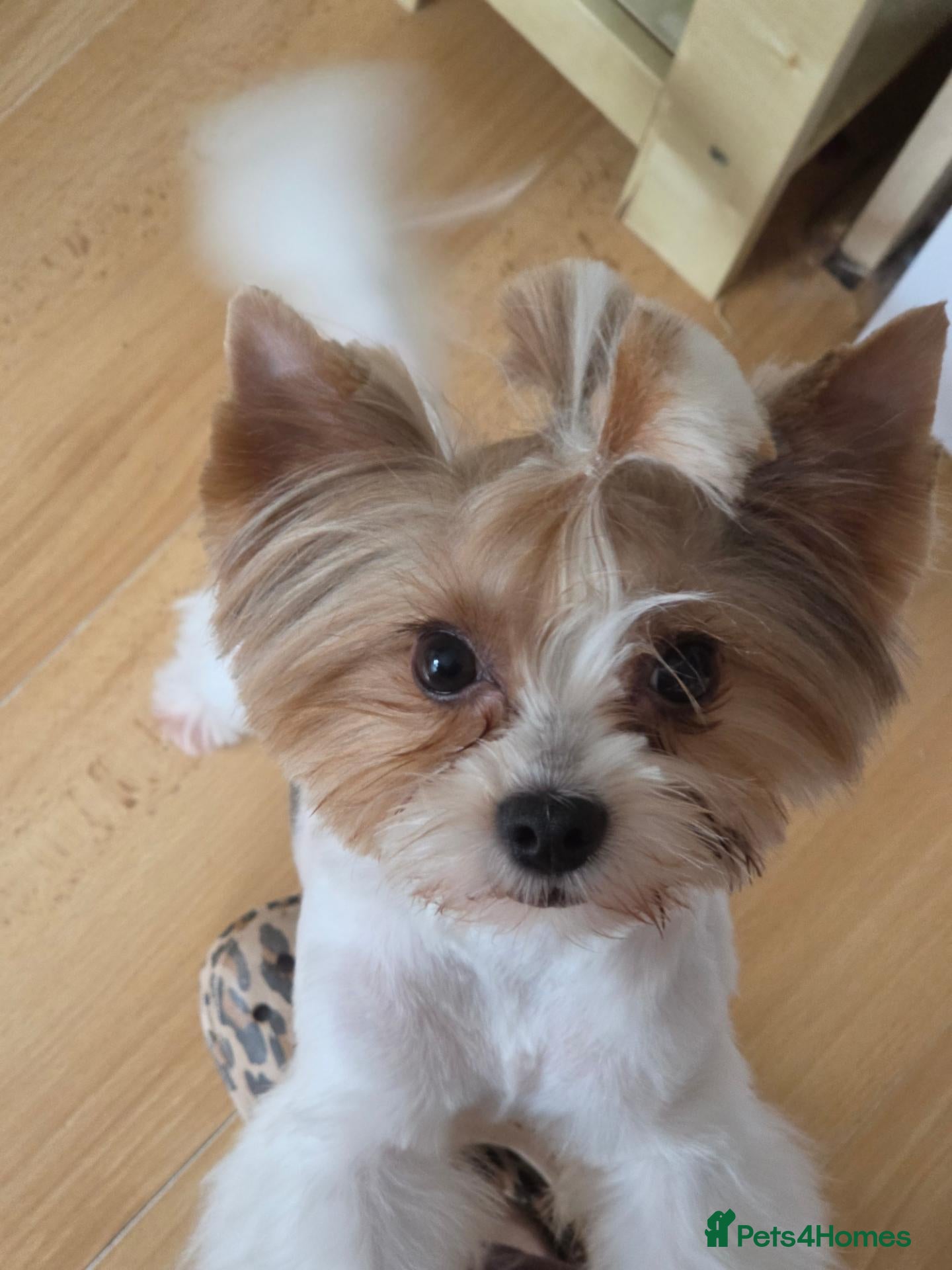 Biewer Terrier dogs Gorgeous Pure Biewer terrier male - Advert 1