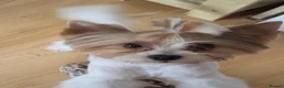 Biewer Terrier dogs for sale: Gorgeous Pure Biewer terrier male - Advert 1