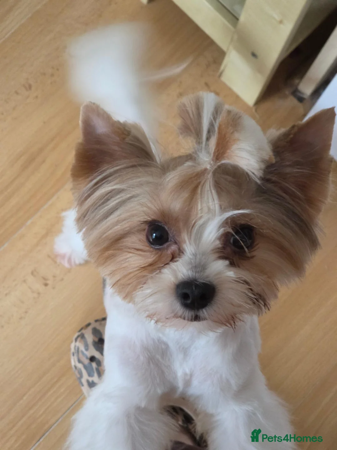 Biewer Terrier dogs for sale: Gorgeous Pure Biewer terrier male - Advert 1