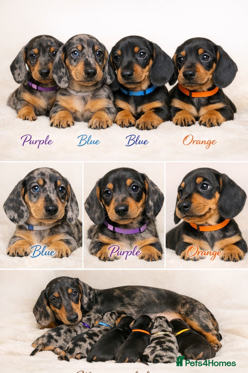 Miniature Dachshund dogs SILVER/BLACK Adorable dachshund puppies for sale😍 - Advert 14