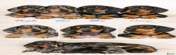 Miniature Dachshund dogs for sale: BLACK/TAN Adorable dachshund puppies for sale😍 - Advert 11