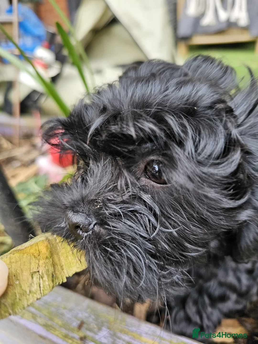 Havanese dogs for sale: Russkaya Tsvetnaya Bolonka- Rare,Devoted, Adorable - Advert 2