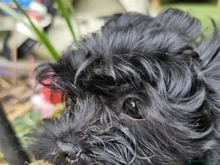 Havanese dogs Russkaya Tsvetnaya Bolonka- Rare,Devoted, Adorable - Advert 2