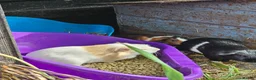 Guinea Pig rodents for sale: 8 male guinea pigs  - Advert 25