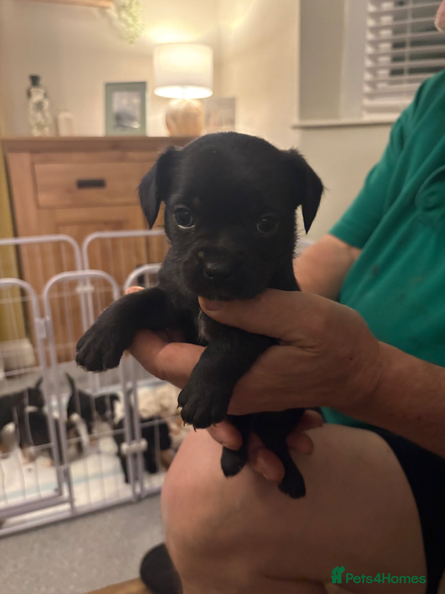 Mixed Breed dogs 1 girl left of a litter of 5 - Advert 7