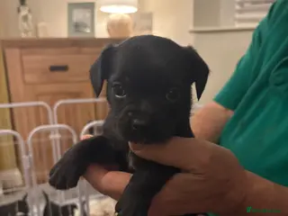 Mixed Breed dogs 1 girl left of a litter of 5 - Advert 7