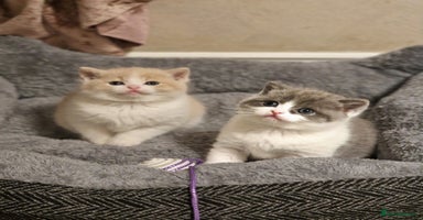 British Shorthair cats British short hair+Ragdoll  - Advert 2