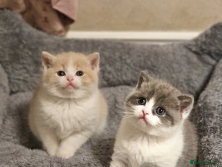 British Shorthair cats British short hair+Ragdoll - Advert 3