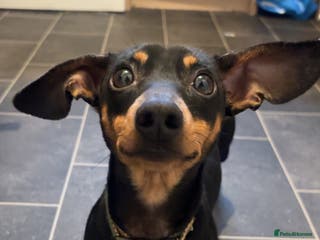 Mixed Breed dogs Mini dachshund mix - Advert 13