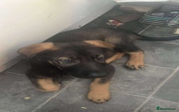 Mixed Breed dogs for sale: 1 male German shepherd x border collie  - Image 13