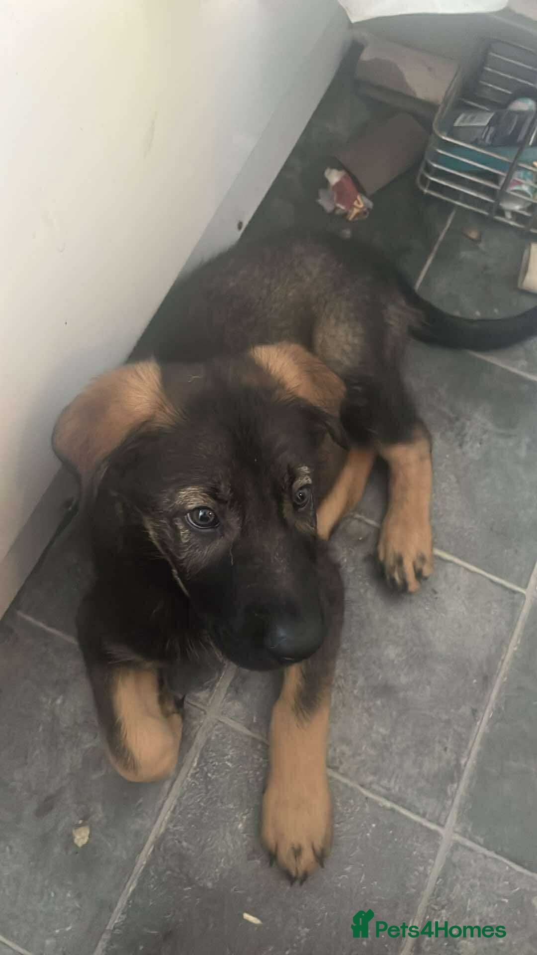 Mixed Breed dogs for sale: 1 male German shepherd x border collie  - Image 13