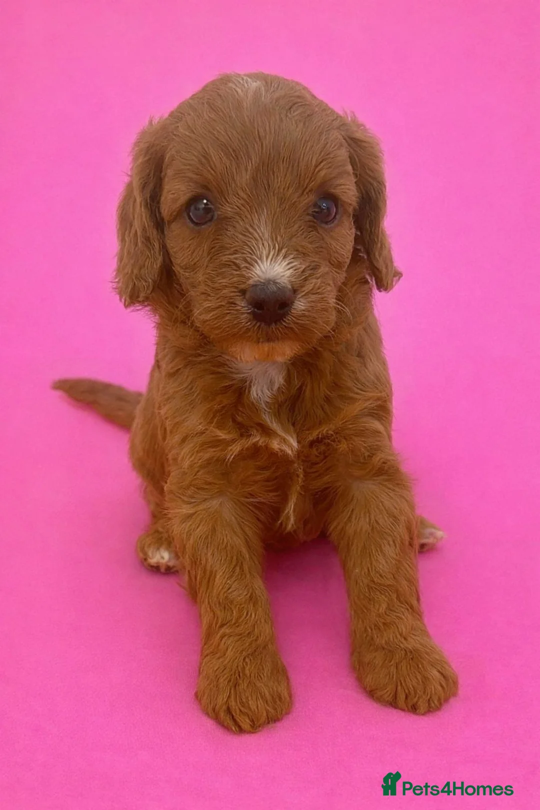Cavapoo dogs for sale: Beautiful F1b Cavapoo's Health Tested Parents - Advert 5