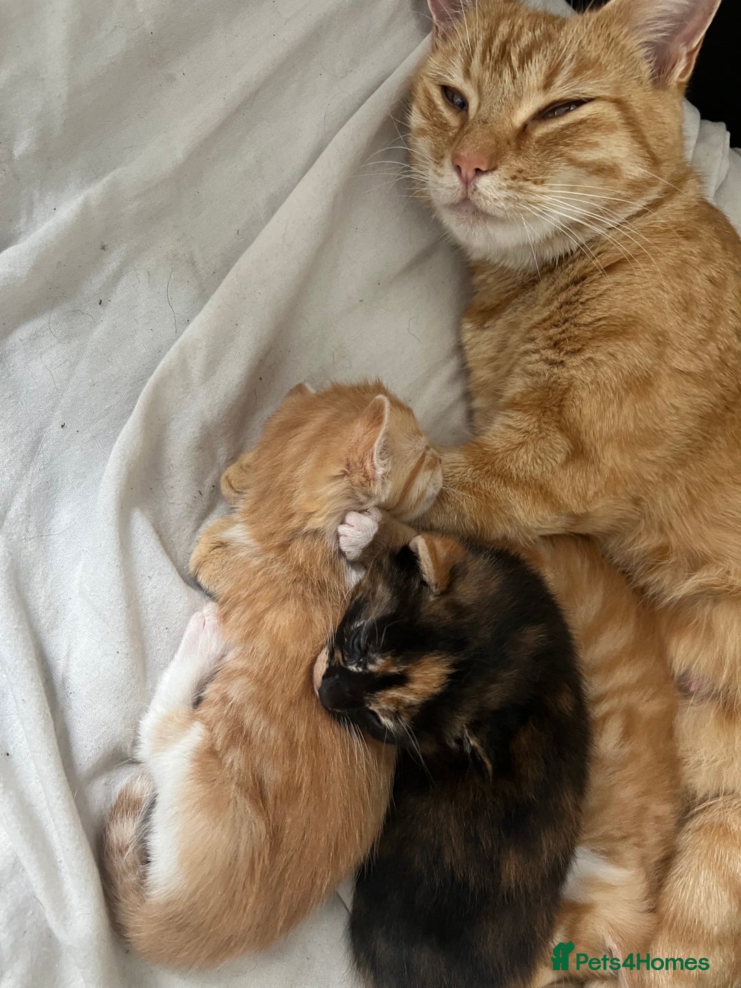 Mixed Breed cats for sale: Beautiful mixed breed kittens  - Image 5