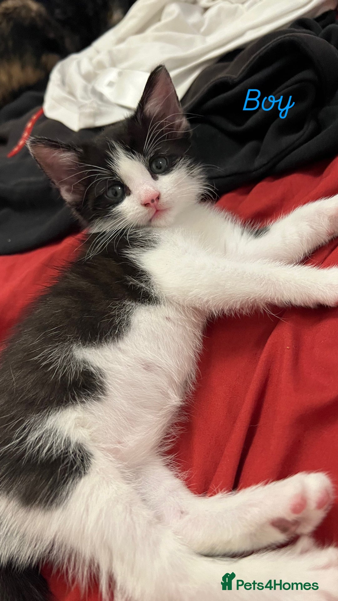 Domestic Shorthair cats for sale: 2 Beautiful Kittens For Sale!! - Image 2