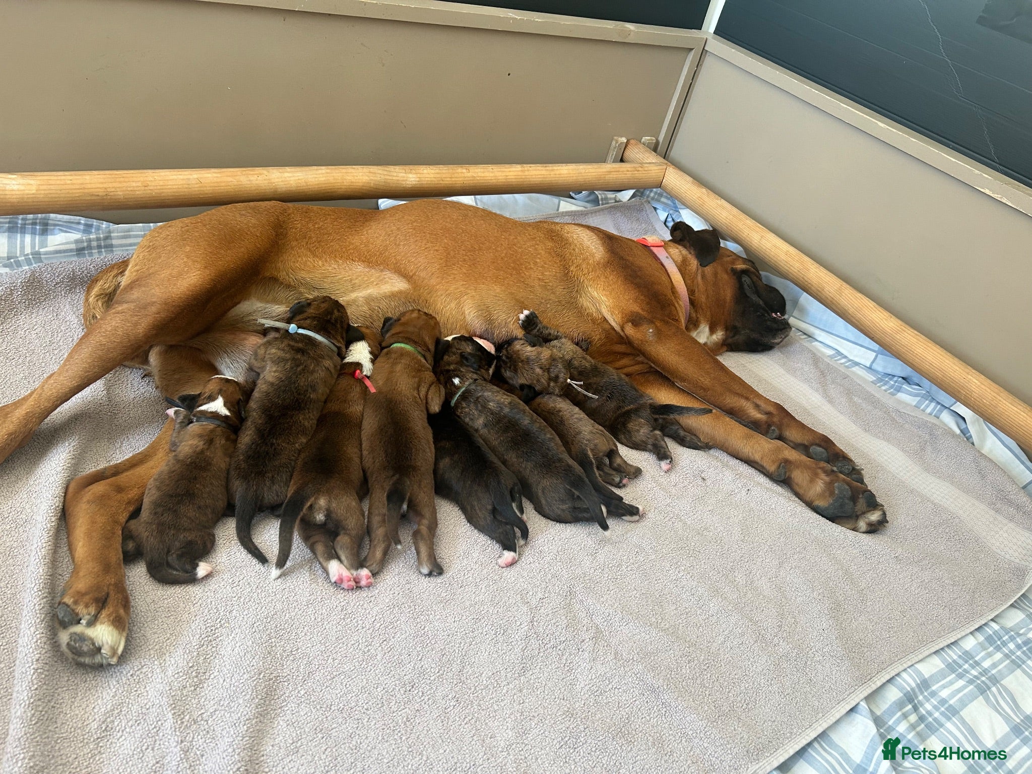 Boxer dogs Beautiful KC boxer puppies  - Advert 5