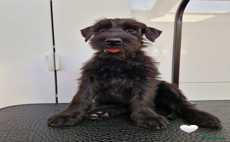 Giant Schnauzer dogs - Advert 1