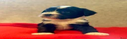 Tibetan Terrier dogs for sale: Beautiful KC reg Tibetan terrier puppies  - Advert 13