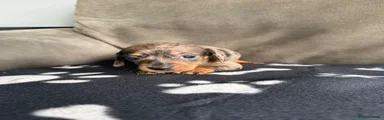Dachshund 2
