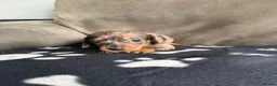 Dachshund dogs for sale: 4 playful dachshund pups  - Advert 8