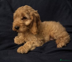 Cockapoo dogs - Advert 12