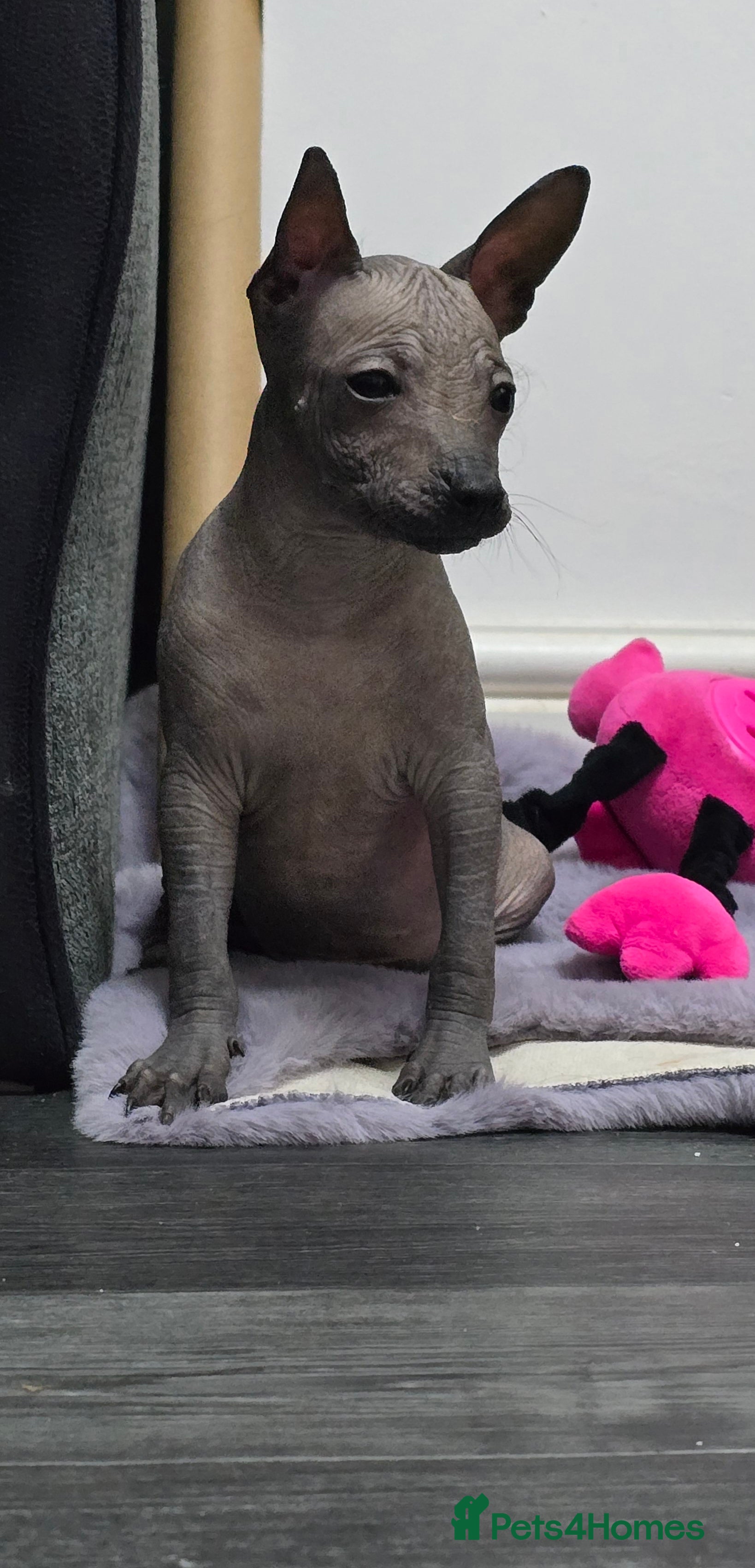Mexican Hairless dogs Last 3 boys left, RKC reg. Xoloitzcuintle mini - Advert 1