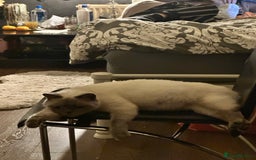 British Shorthair cats for sale: Colourpoint British Shorthair - Image 4