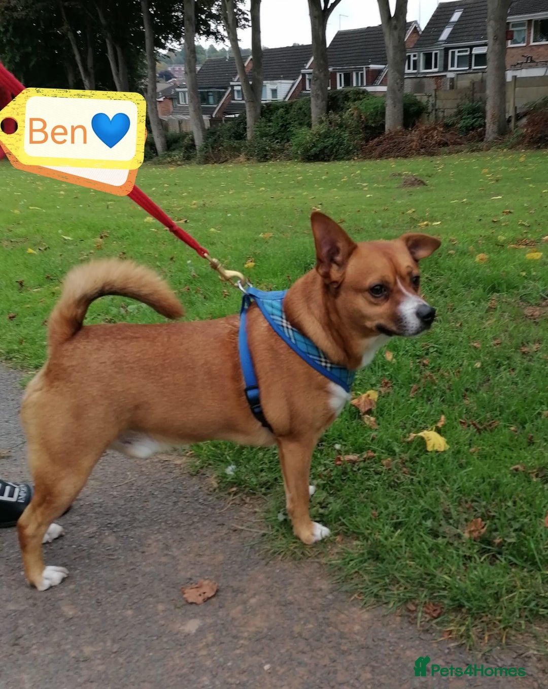Mixed Breed dogs for adoption: 💙BEN – A Gentle Soul with a Loving Heart 💙 - Image 1