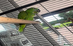 Parrots birds for sale: Blue fronted Amazon  - Image 2