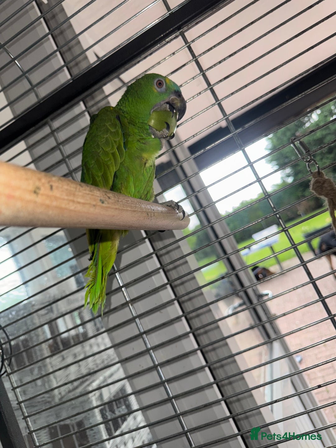Parrots birds for sale: Blue fronted Amazon  - Image 2