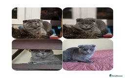 Scottish Fold cats for sale: Last British Shorthair kitten - Advert 10