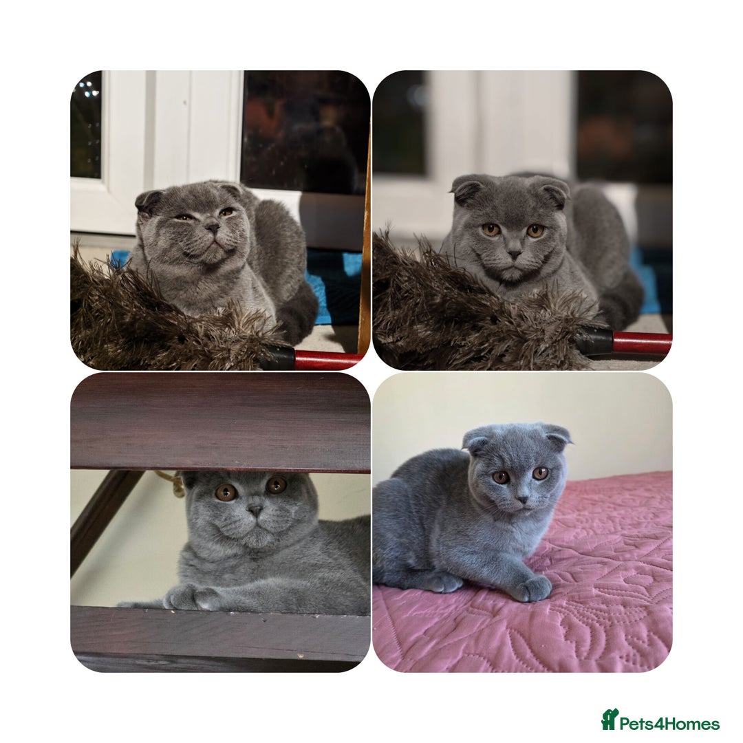 Scottish Fold cats for sale: Last British Shorthair kitten - Advert 10