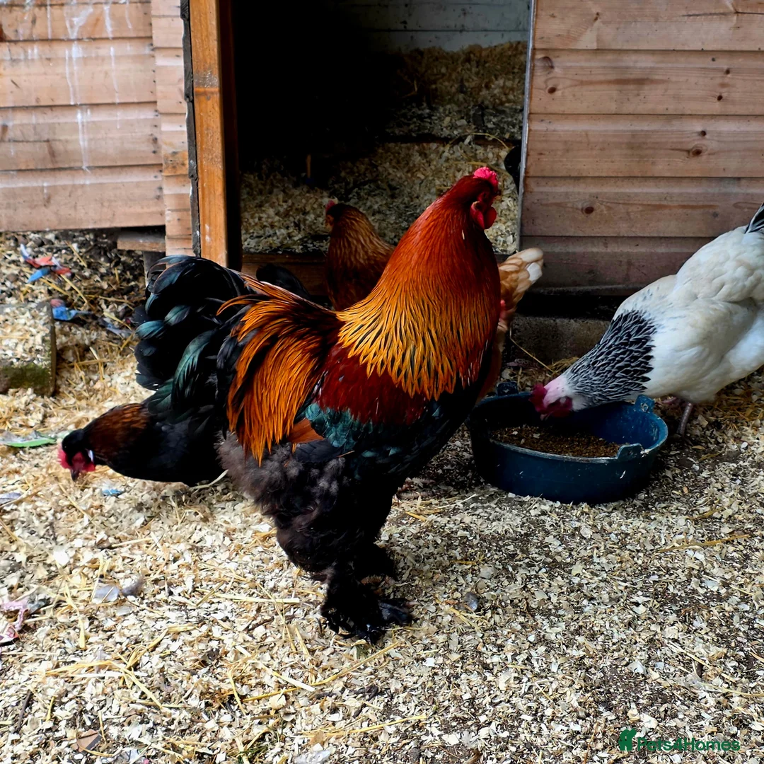Chickens poultry for sale: Pure breed Partridge Brahma hatching eggs - Advert 1