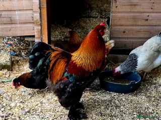 Chickens poultry Pure breed Partridge Brahma hatching eggs - Advert 1