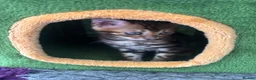 Bengal cats for sale: Pure bred Glitter Coat Bengal Kittens  - Advert 9