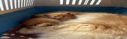 Maine Coon cats for sale: Stunning Mainecoon Kittens - Advert 16
