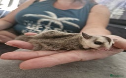 Sugar Glider rodents for sale: Breeding pair of  sugar gliders ready 13th sept   - Image 15